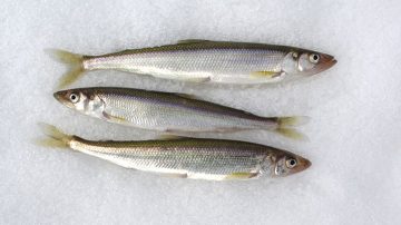 Cá trong đá lạnh