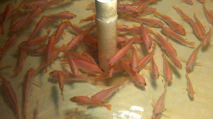 Đại học nghiên cứu
