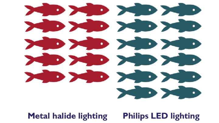 so sánh khả năng tăng trưởng của cá nuôi bằng hệ thống chiếu sáng led của philips